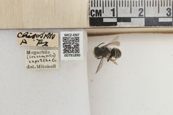 Media type: image;   Entomology 791890 Aspect: Labels